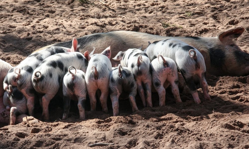 Les certifications et labels pour les élevages de porcs.