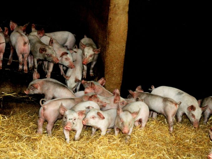 Cochonnets sur paille