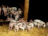 Cochonnets sur paille