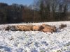 Les cochons vivent dehors ! Même en temps de neige.