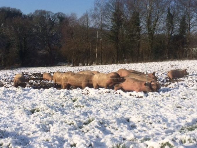 Les cochons vivent dehors ! Même en temps de neige.