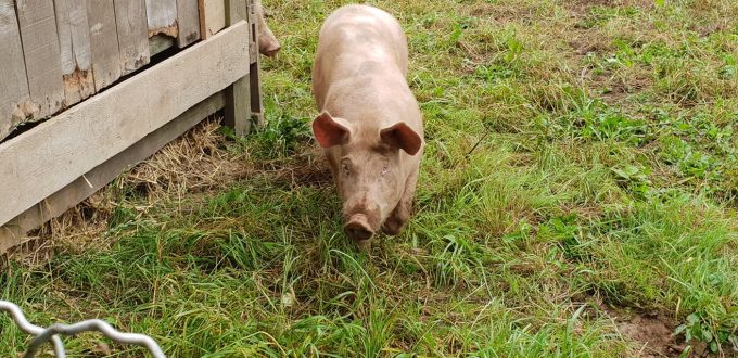 Cochons élevés en plein air