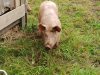 Cochons élevés en plein air