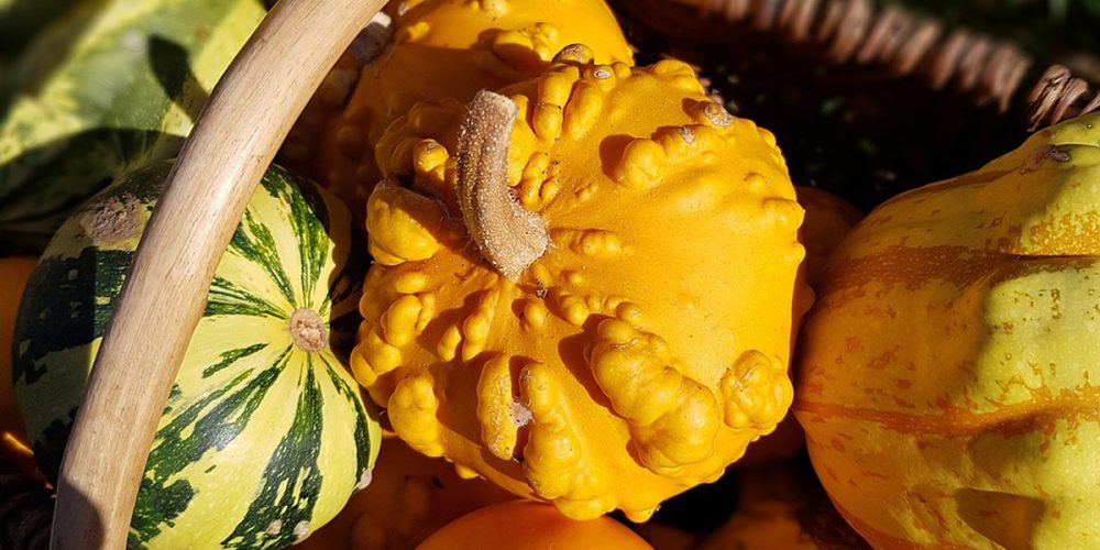 Coloquinte (courge) : est-ce comestible ? Comment la cultiver ?