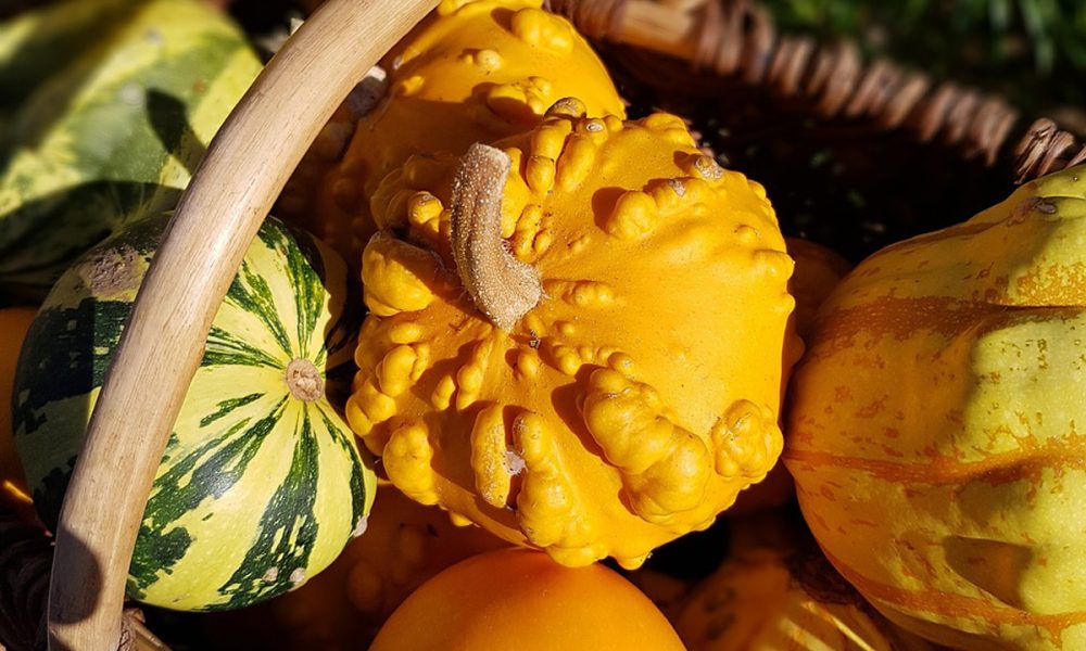 Coloquinte (courge) : est-ce comestible ? Comment la cultiver ?