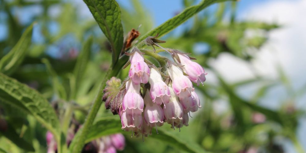 Top 10 des plantes aromatiques utiles au jardin et au potager