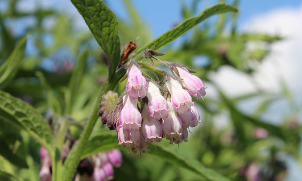 Top 10 des plantes aromatiques utiles au jardin et au potager