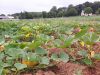 Champ de courges