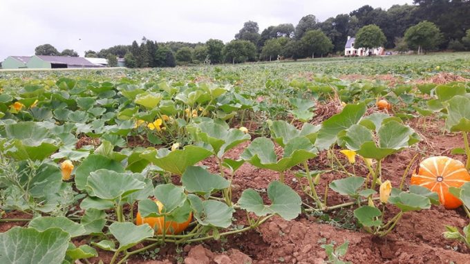 Champ de courges