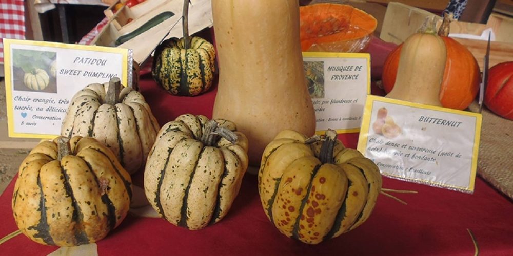 Quelle est la saison des courges ? Le détail par variété