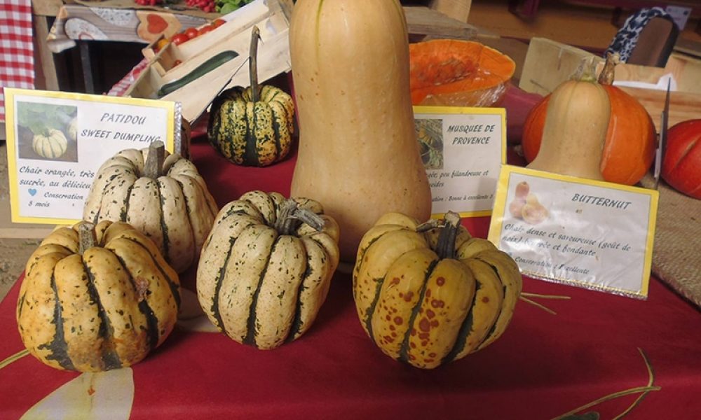 Quelle est la saison des courges ? Le détail par variété