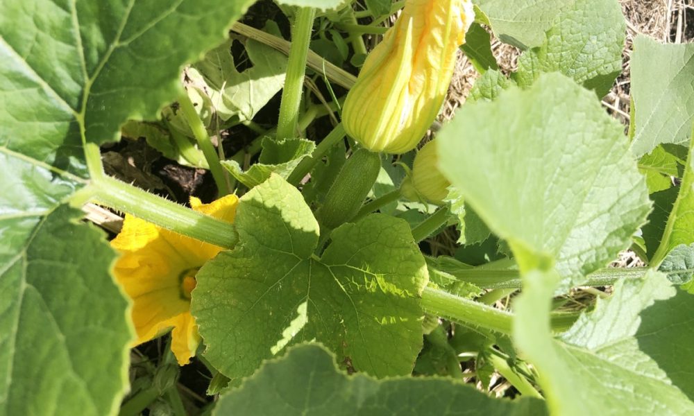 Saison de la courgette, variétés, bienfaits… le guide complet !