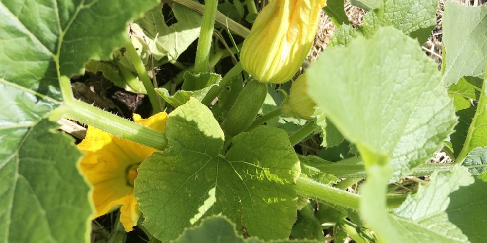 Saison de la courgette, variétés, bienfaits… le guide complet !