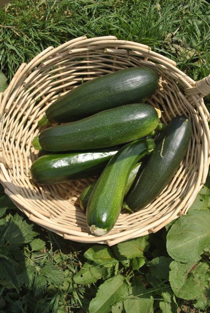 Courgettes locales !