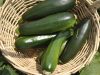 Courgettes locales !