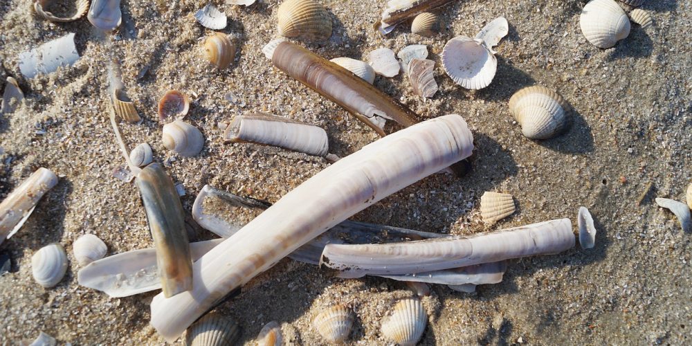 Couteau de mer (coquillage) : pêche, saison et recettes