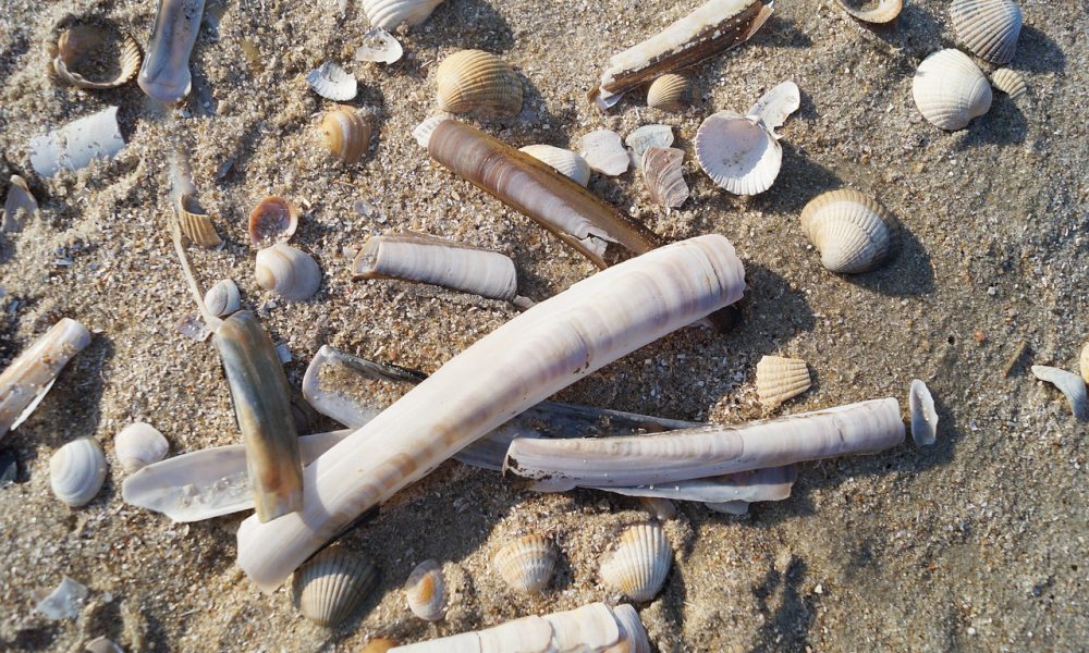 Couteau de mer (coquillage) : pêche, saison et recettes