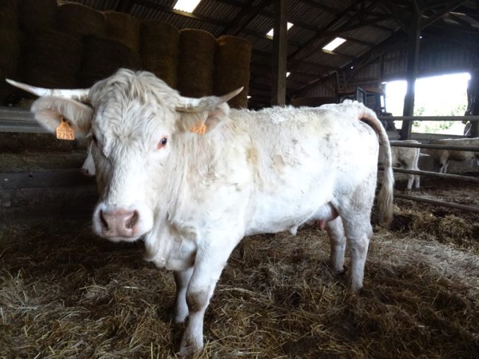 Blonde d'Aquitaine
