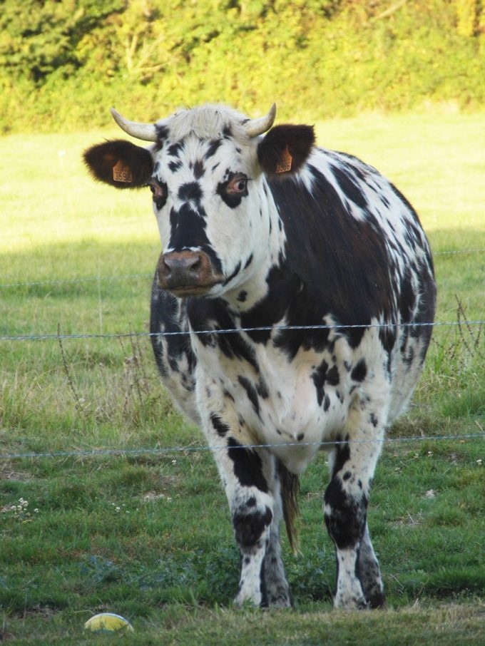 Vache Normande