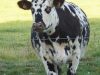 Vache Normande