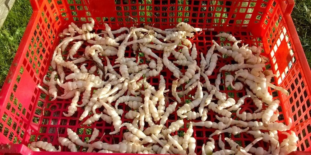 Le Crosne, un légume ancien à re-découvrir !