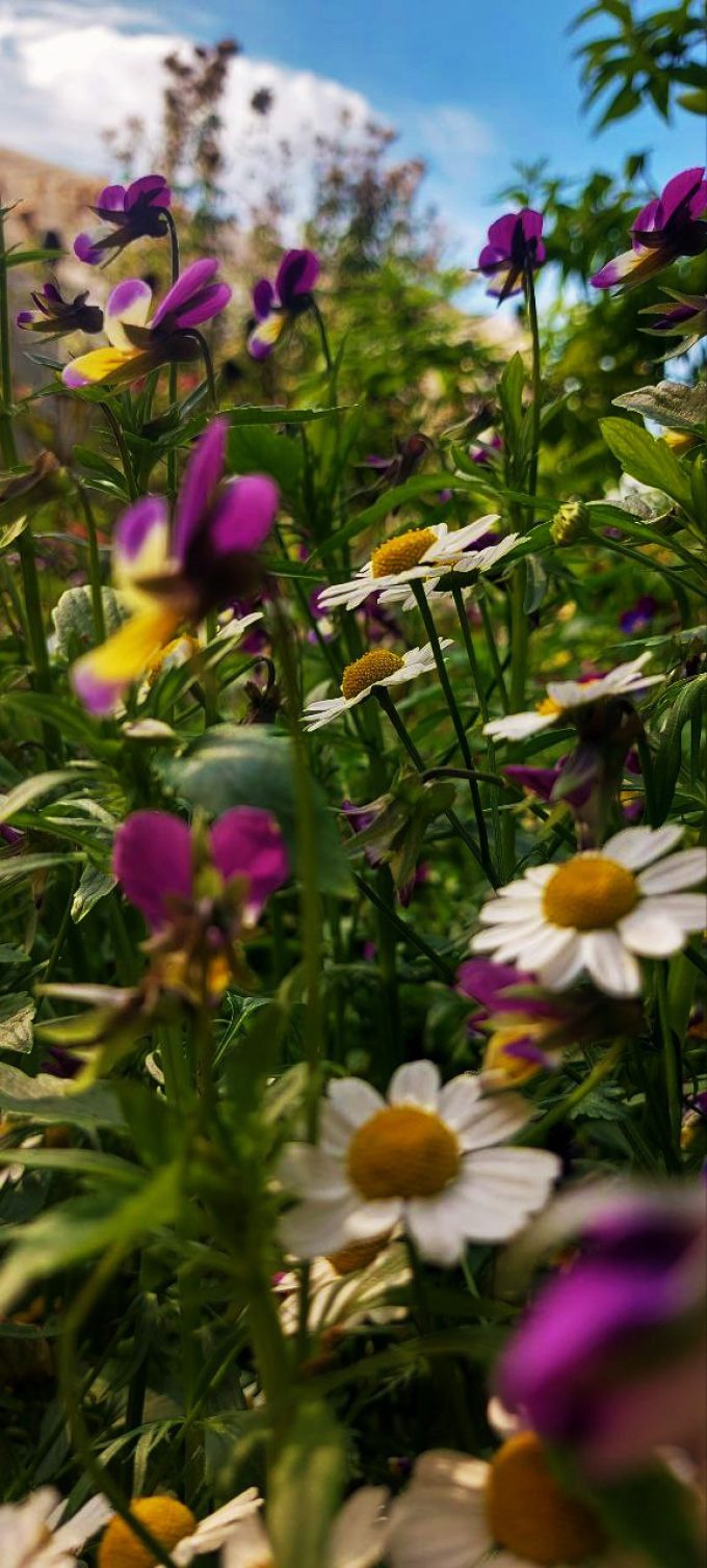 Cueillettes & Potions - fleurs