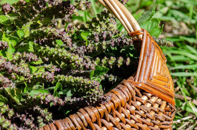 Cueillettes & Potions - cueillette