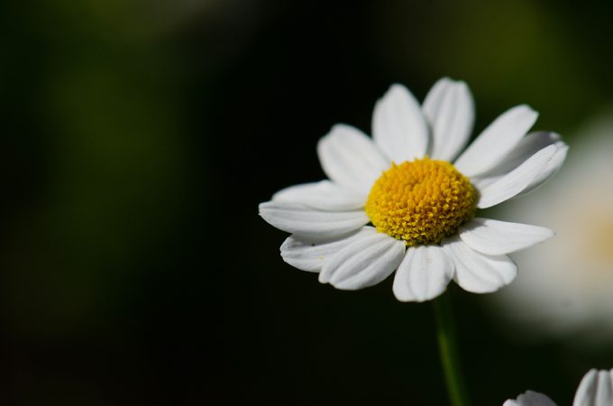 Cueillettes & Potions - fleur