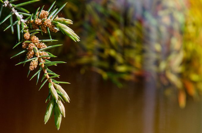 Cueillettes & Potions - bourgeons