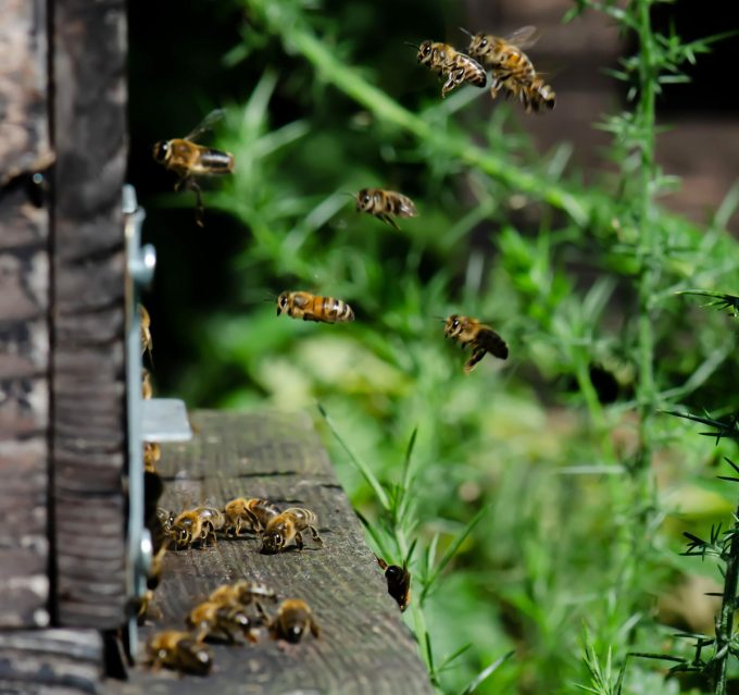 Cueillettes & Potions - abeilles