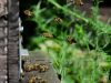 Cueillettes & Potions - abeilles