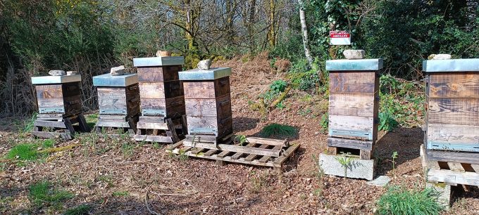 Cueillettes & Potions - ruches