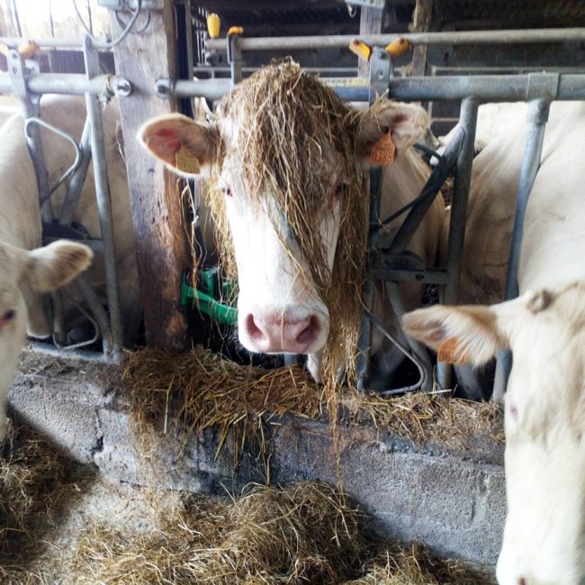Ferme KERAVIS David
