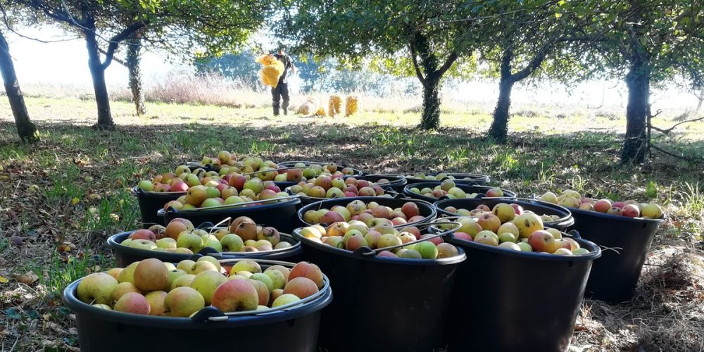 Comment faire du cidre ? Le guide, étape par étape.