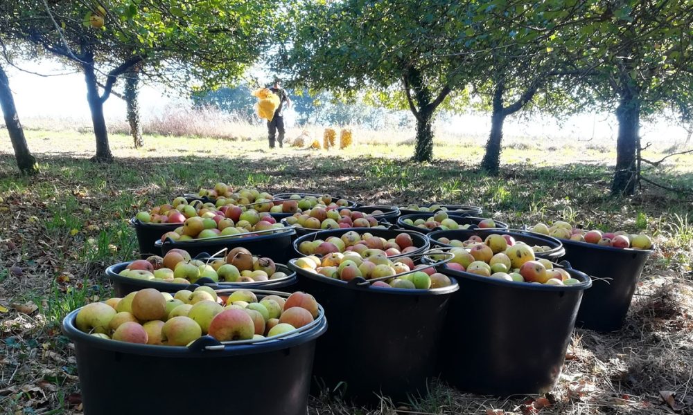 Comment faire du cidre ? Le guide, étape par étape.