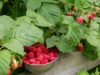 Les Délices d'Alice - framboises