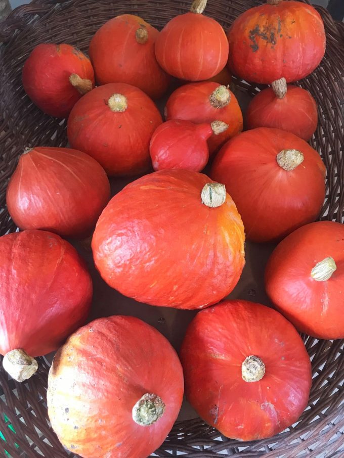 Potimarrons