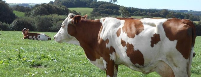 Une vache Montbéliarde
