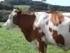 Une vache Montbéliarde