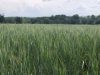 La Distillerie du Maout - céréales bretonnes
