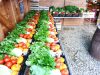 Vente de légumes en panier ou détails