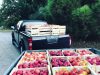 Domaine Lann Hallat - Caisses de Pommes