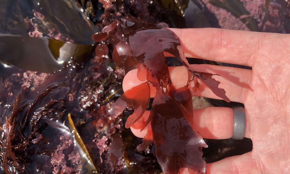 La Dulse : Où la trouver et comment la cuisiner ?