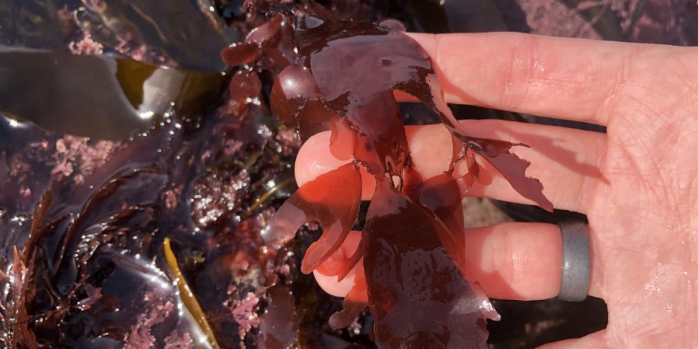 La Dulse : Où la trouver et comment la cuisiner ?