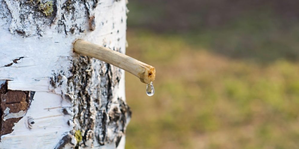 Sève de Bouleau : Cure, Bienfaits, Effets Secondaires, Récolte [GUIDE]