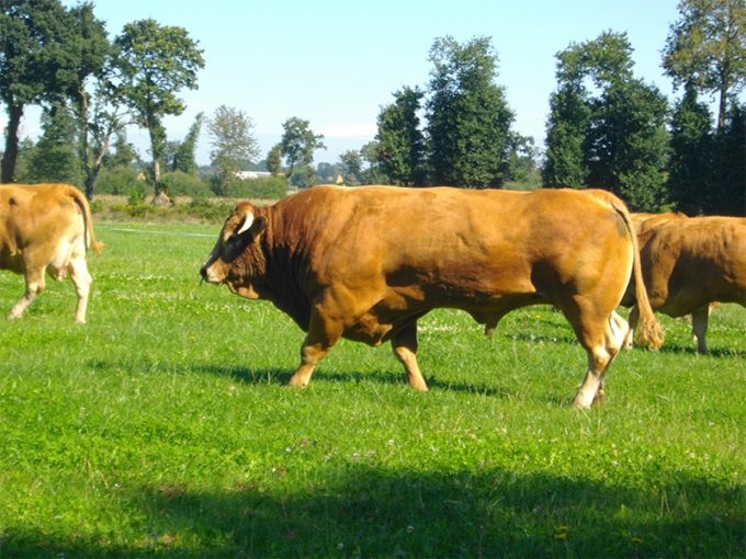 Elevage du Bois-Basset