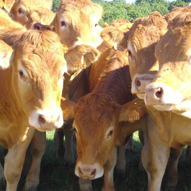 Ferme du Bois-Basset