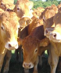 Ferme du Bois-Basset