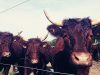 Vaches Salers