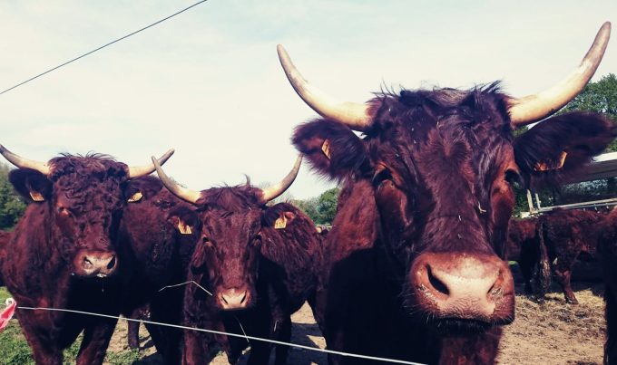 Vaches Salers